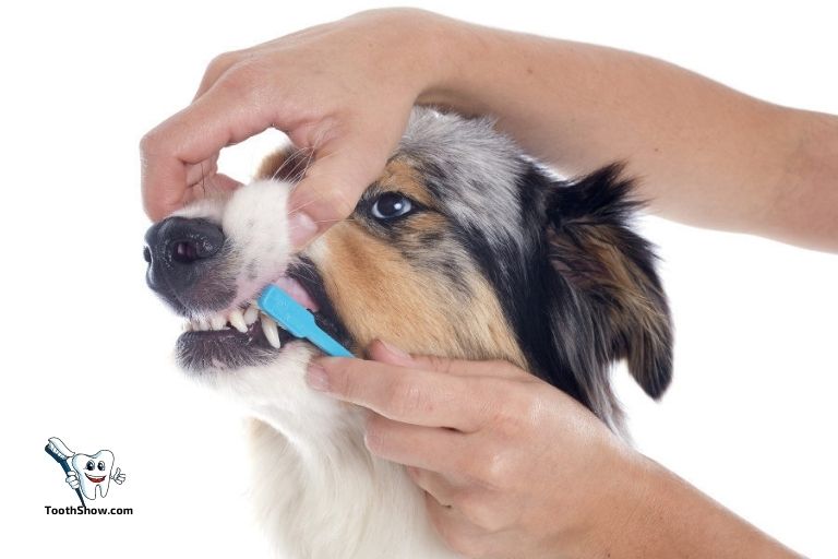 Can I Use An Electric Toothbrush On My Dog
