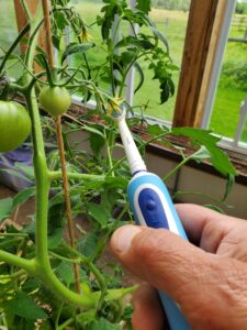 Using an Electric Toothbrush to Pollinate Tomatoes