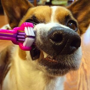 Can You Use a Human Electric Toothbrush on a Dog
