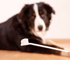 Can Dogs Share Toothbrushes