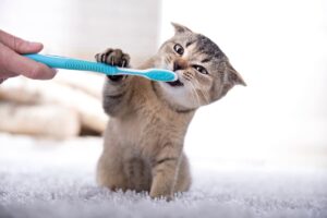Can Cats Share Toothbrushes