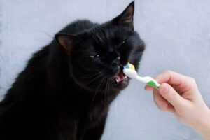 Can I Brush My Cat’S Teeth With Human Toothbrush