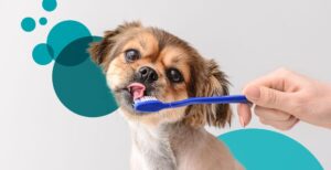 Can I Use the Same Toothbrush for My Dogs