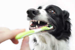 What Toothbrush for Dogs