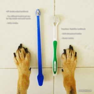 Can You Brush Dog Teeth With Human Toothbrush