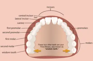 Wisdom Tooth is Molar Or Premolar