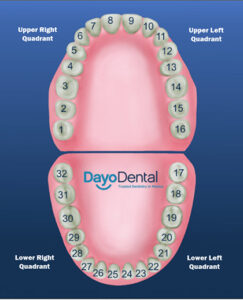 Tooth Number Chart Without Wisdom Teeth