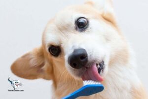 Can You Use Human Toothbrush on Dogs