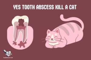 Can a Tooth Abscess Kill a Cat? Yes!