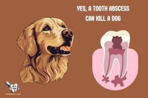 Can a Tooth Abscess Kill a Dog? Yes!